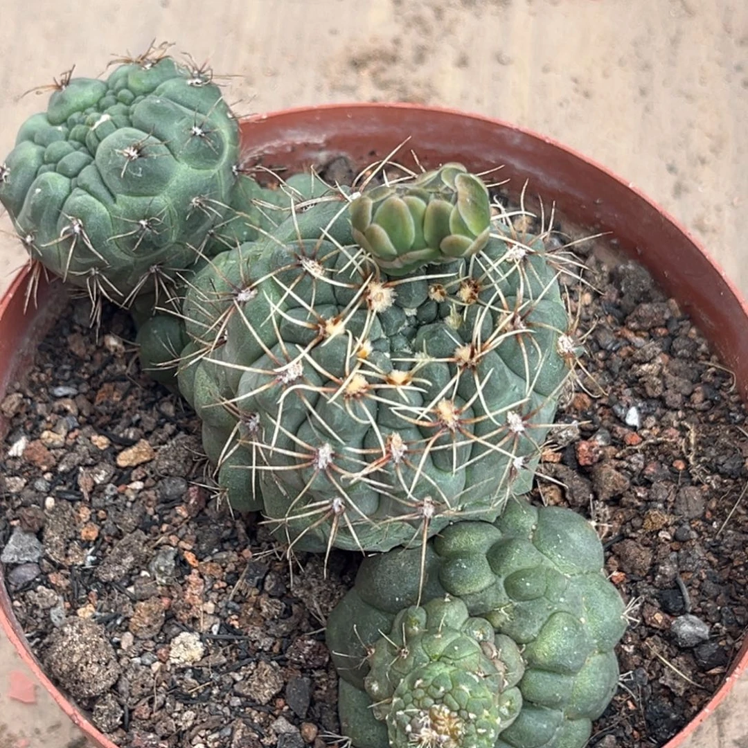 实生绯花玉缀化仙人球1