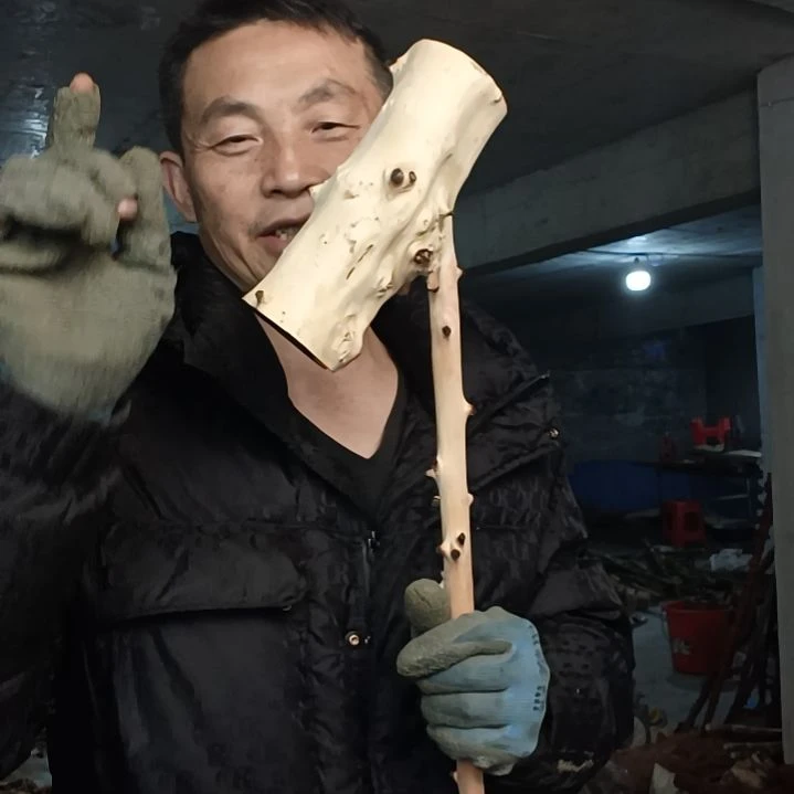 稳定木后*贵州檬子木   铁马鞭   根艺  半成品