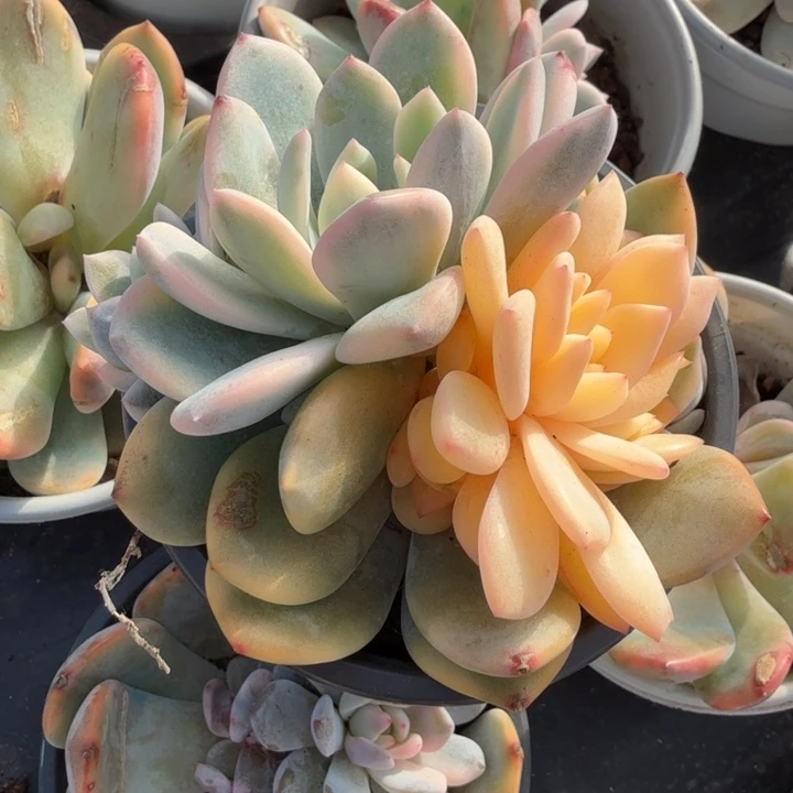 橙梦露腹轮锦群生