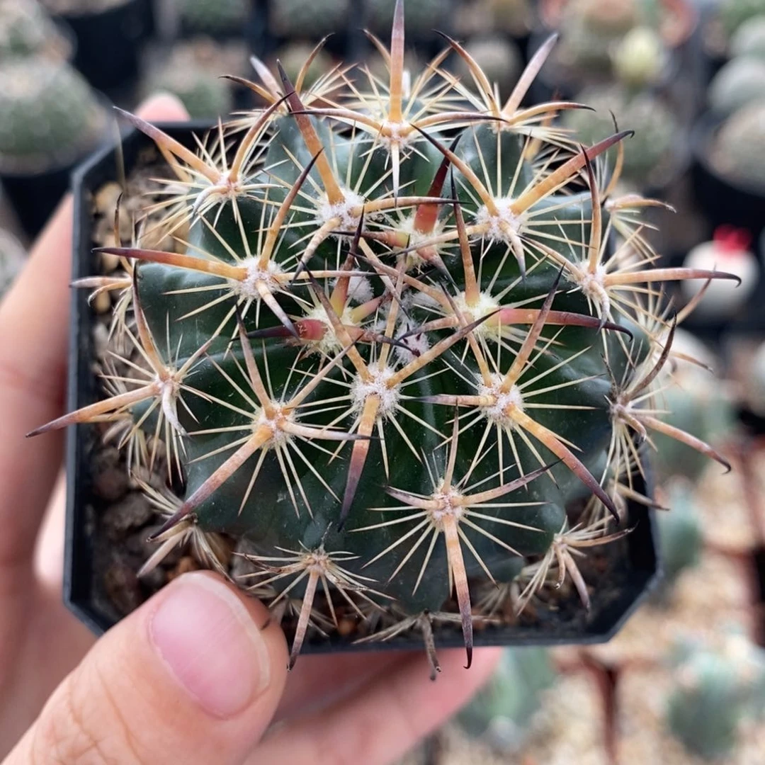 【闪购商品】虎爪玉植播园艺优选
