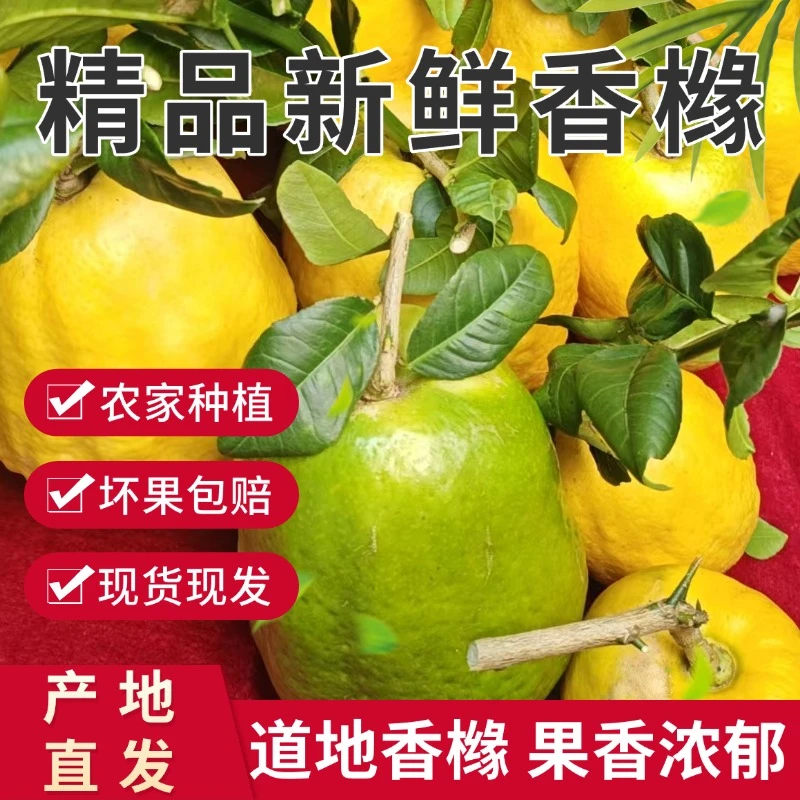 云南香橼果新鲜现摘现发闻香观赏香甜清甜青皮黄皮随机