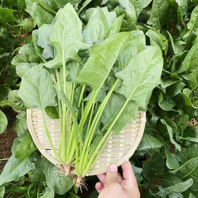 【全店任意满5包包邮】四季圆叶菠菜种子蔬菜