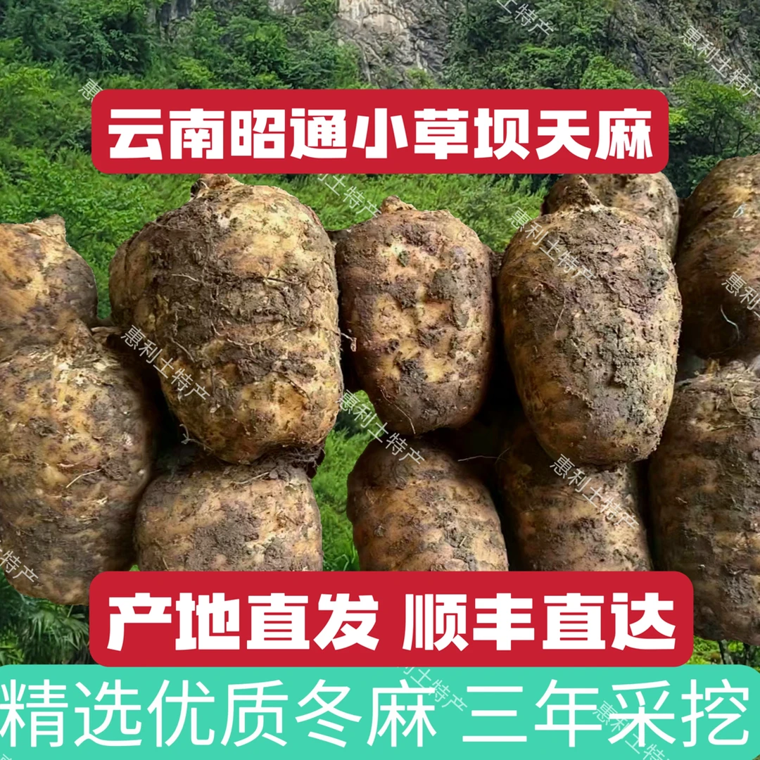 鲜天麻云南昭通特产乌天麻林下仿野生小草坝天麻煲汤炖肉新鲜天麻