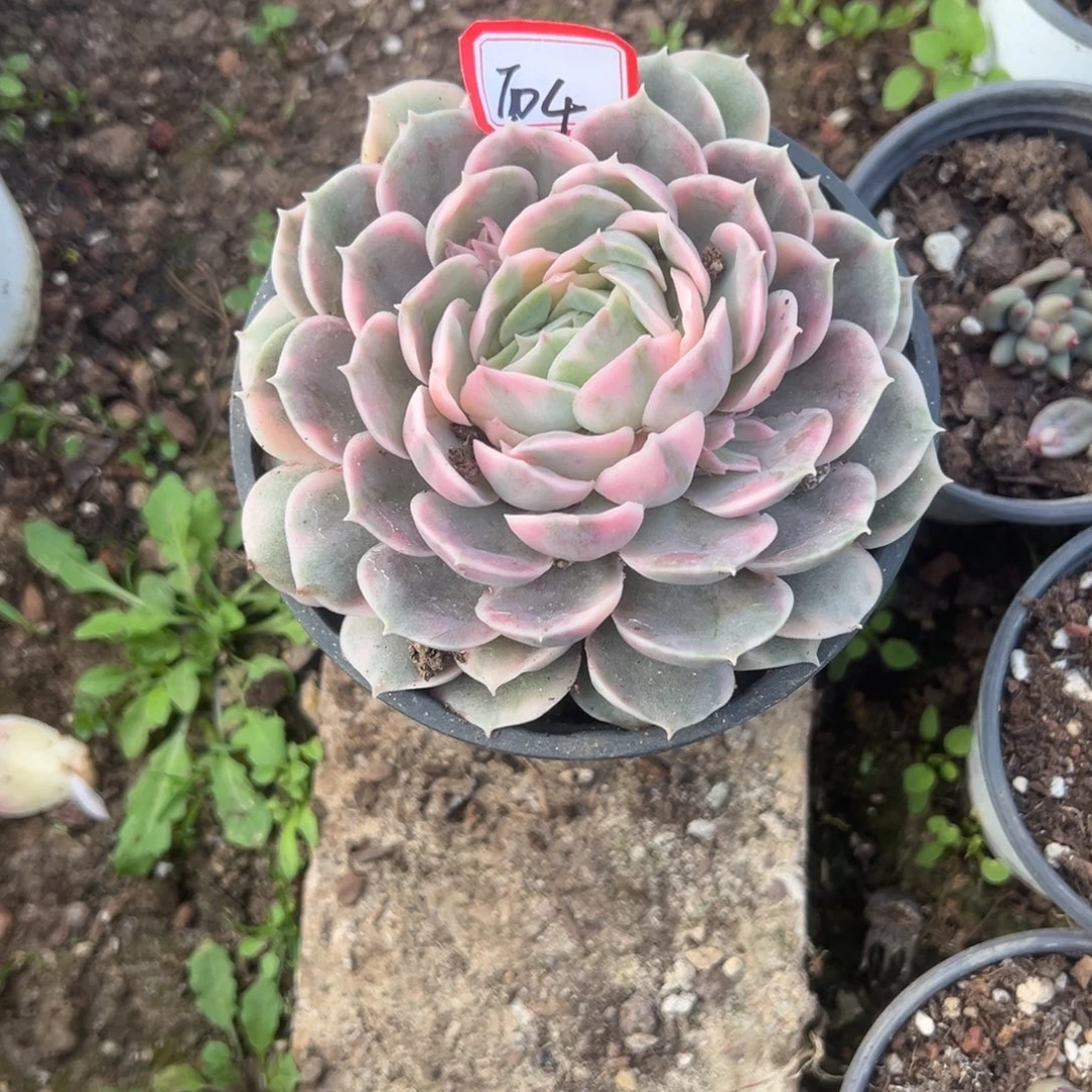 用***5精品多肉植物老桩