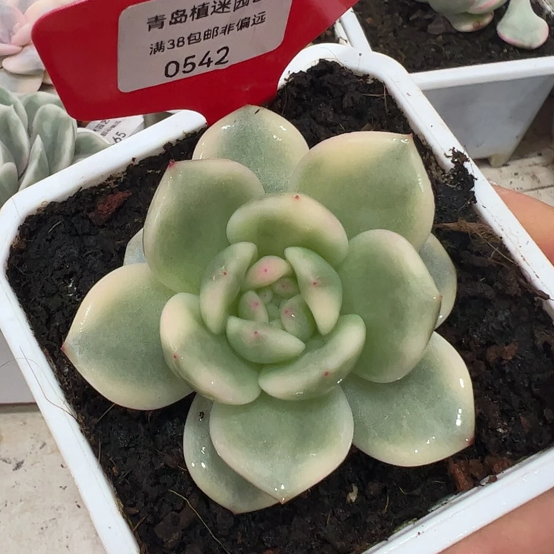 0542梦露锦多肉植物