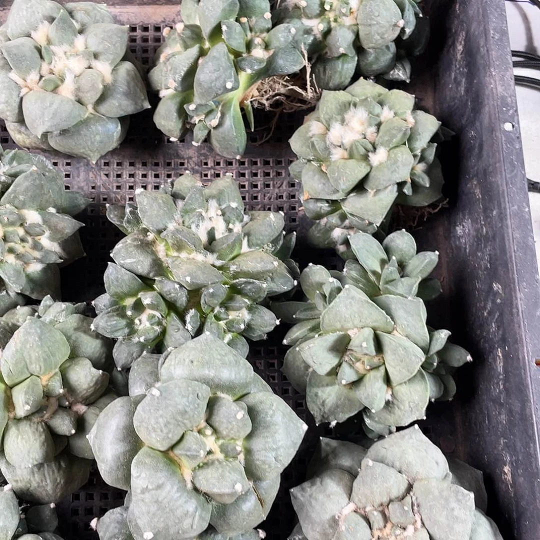 7cm自根丸尤青瓷带小怒