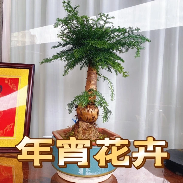 大型双杆澳洲杉不老松盆栽四季常青室内外好养绿植办公室桌摆