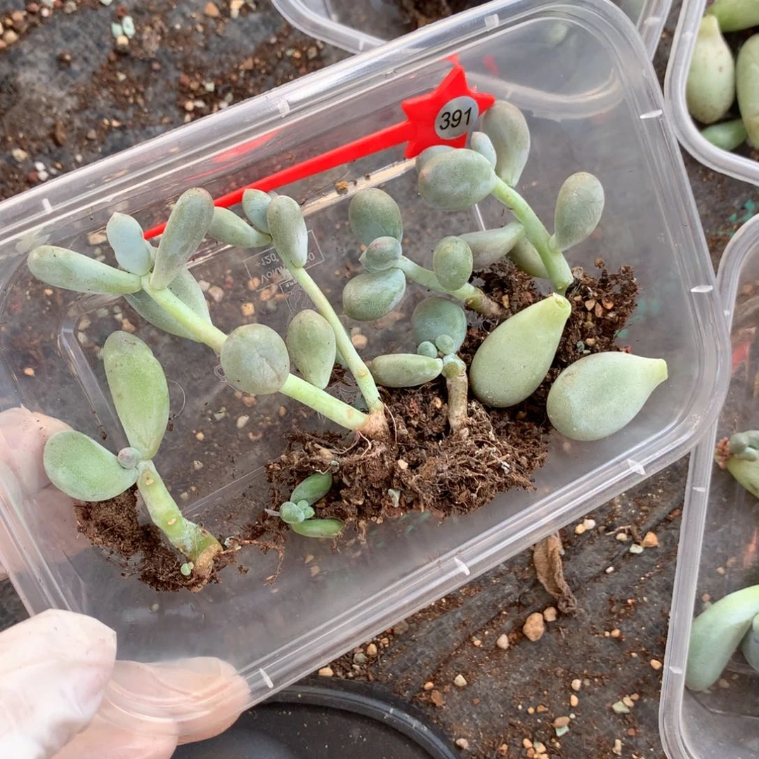 米可奶彩虹奶酪多肉不售后