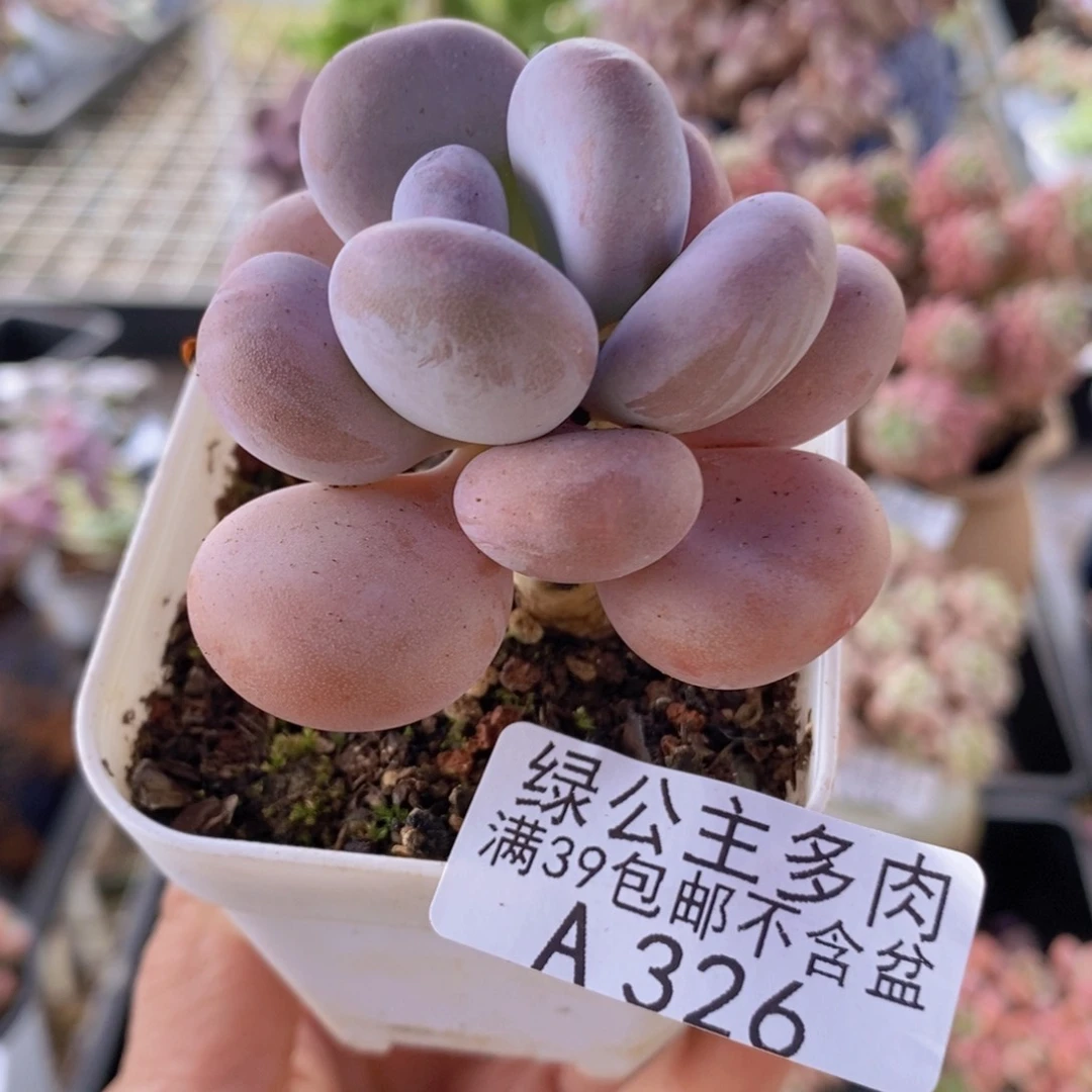 橙雪球5cm326多肉植物