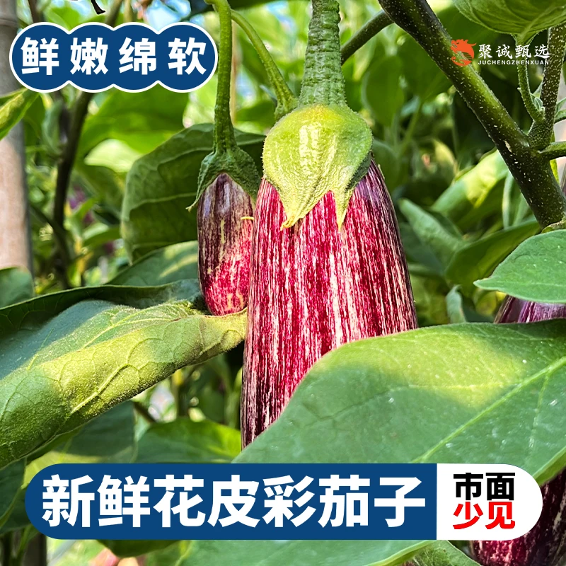 新鲜花皮彩茄子软糯清香花茄现摘当季时令安吉拉七彩茄福建东山岛