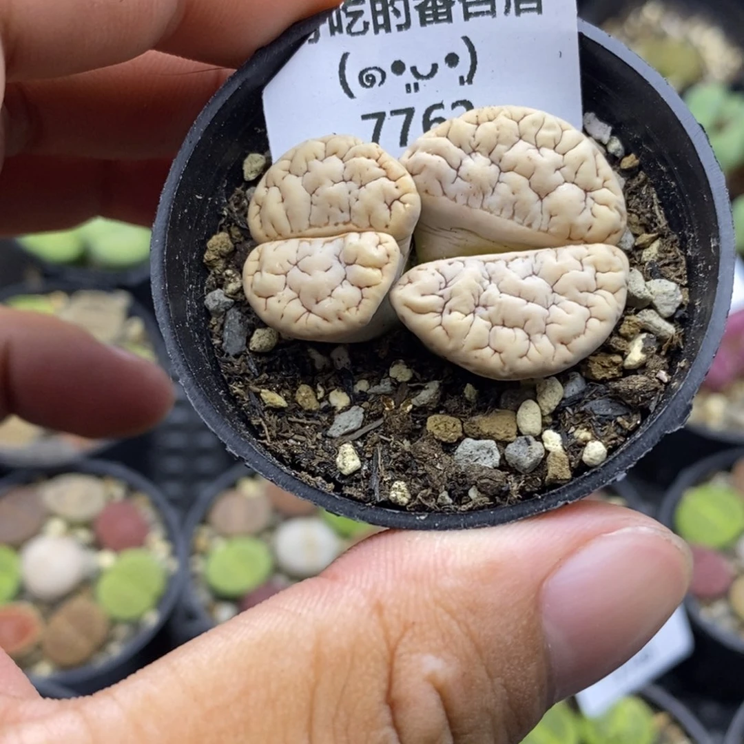 杠***精7762。默认脱土。18包邮。偏远88包邮