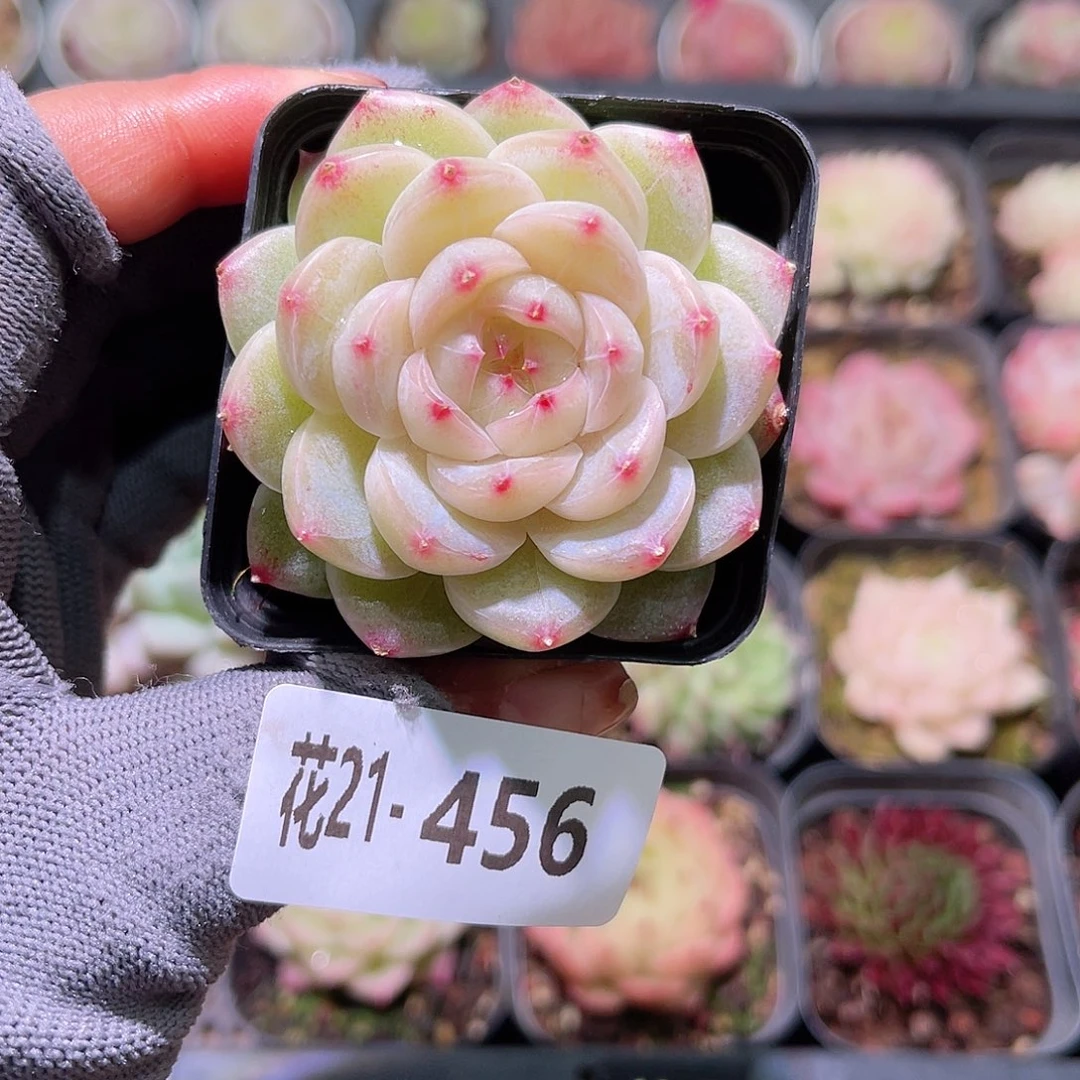 花21+456新品单头