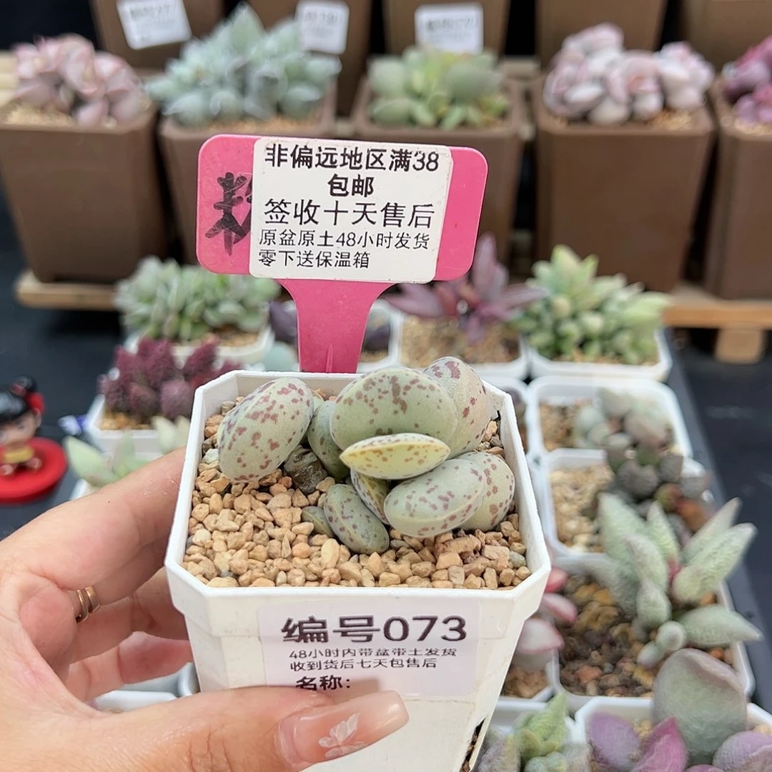 西*073巨型花蛋多肉植物