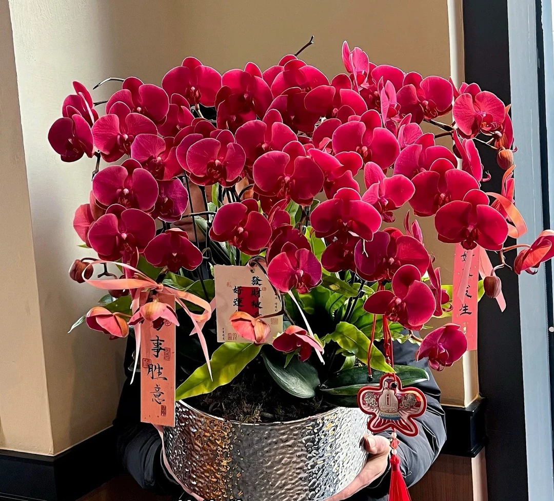 大花稀有花期超久【花中皇后蝴蝶兰】两个花剑爆花机器