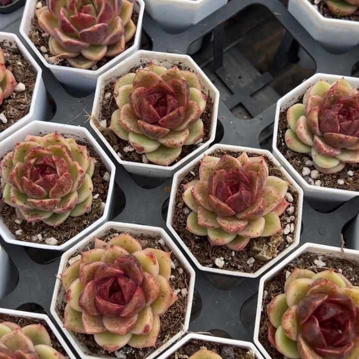 暗夜玫瑰一颗量拍多肉满20包邮