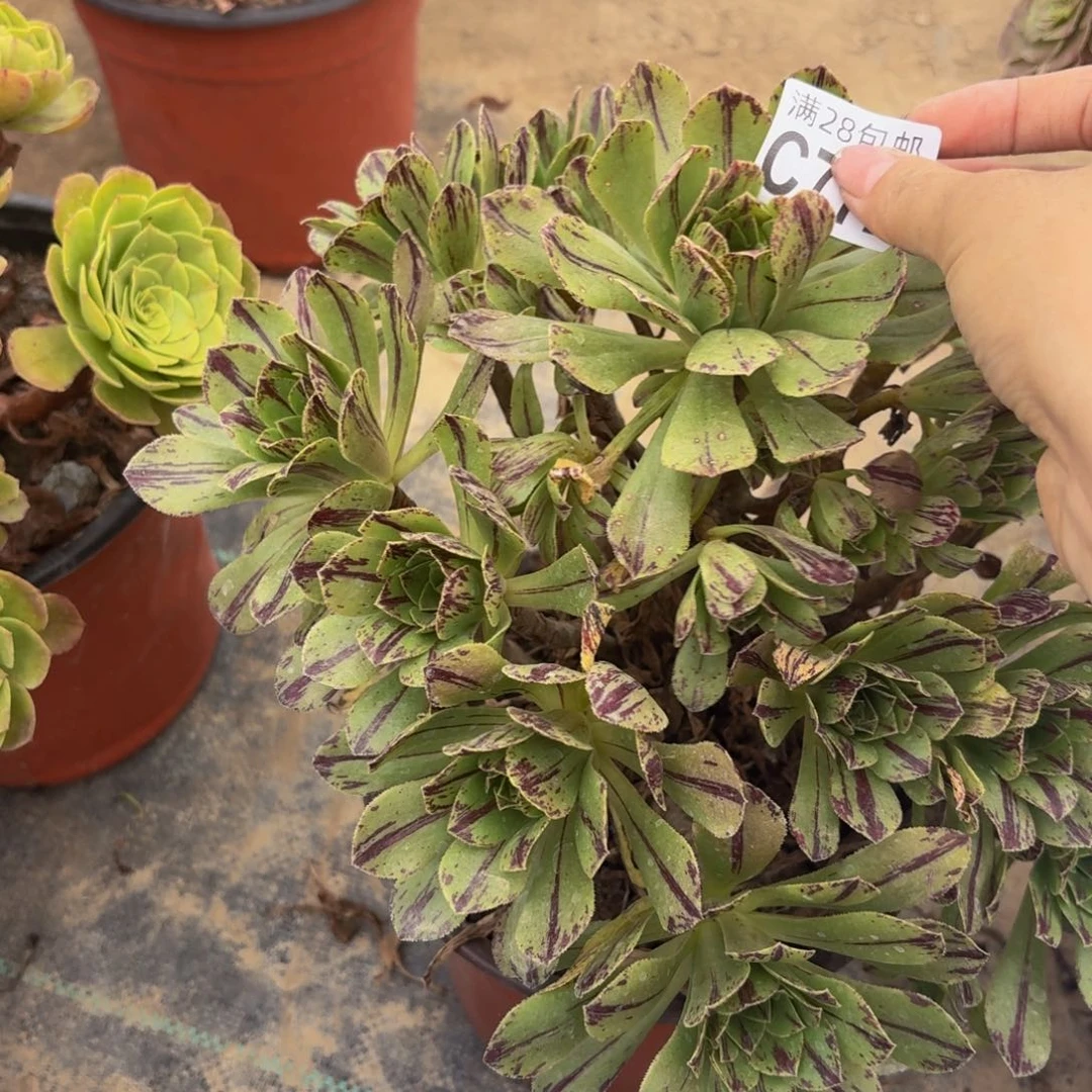 772多肉植物捧花的@