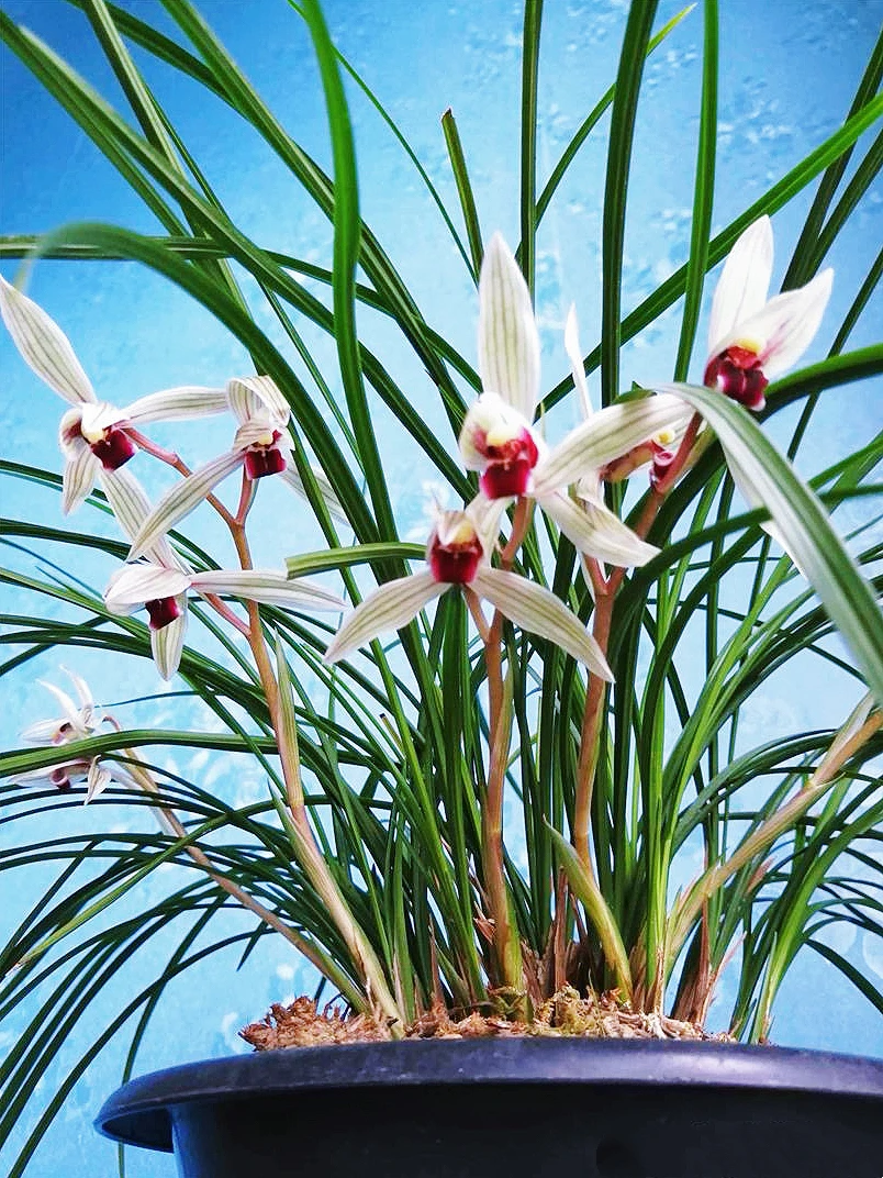 小草型莲瓣兰水仙瓣名品【二红素】