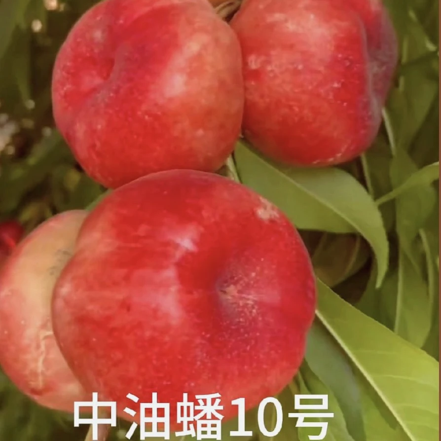 中油蟠10号 套袋纯白。六月初成熟 单果150-270克挂树15天