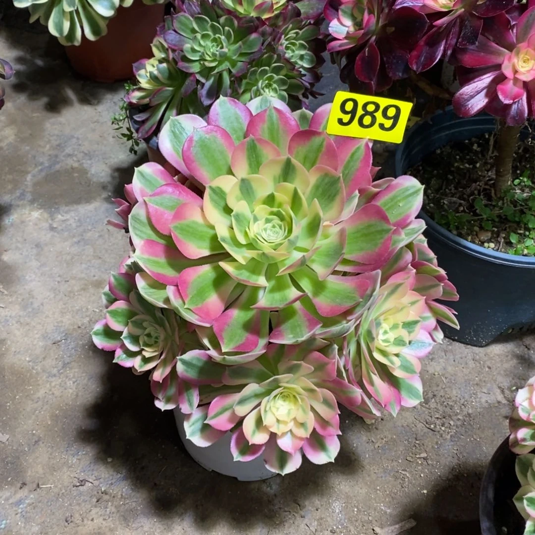 粉女巫多肉法师989