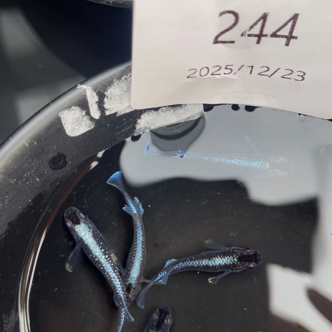 青鳉鱼244午夜裙摆五尾