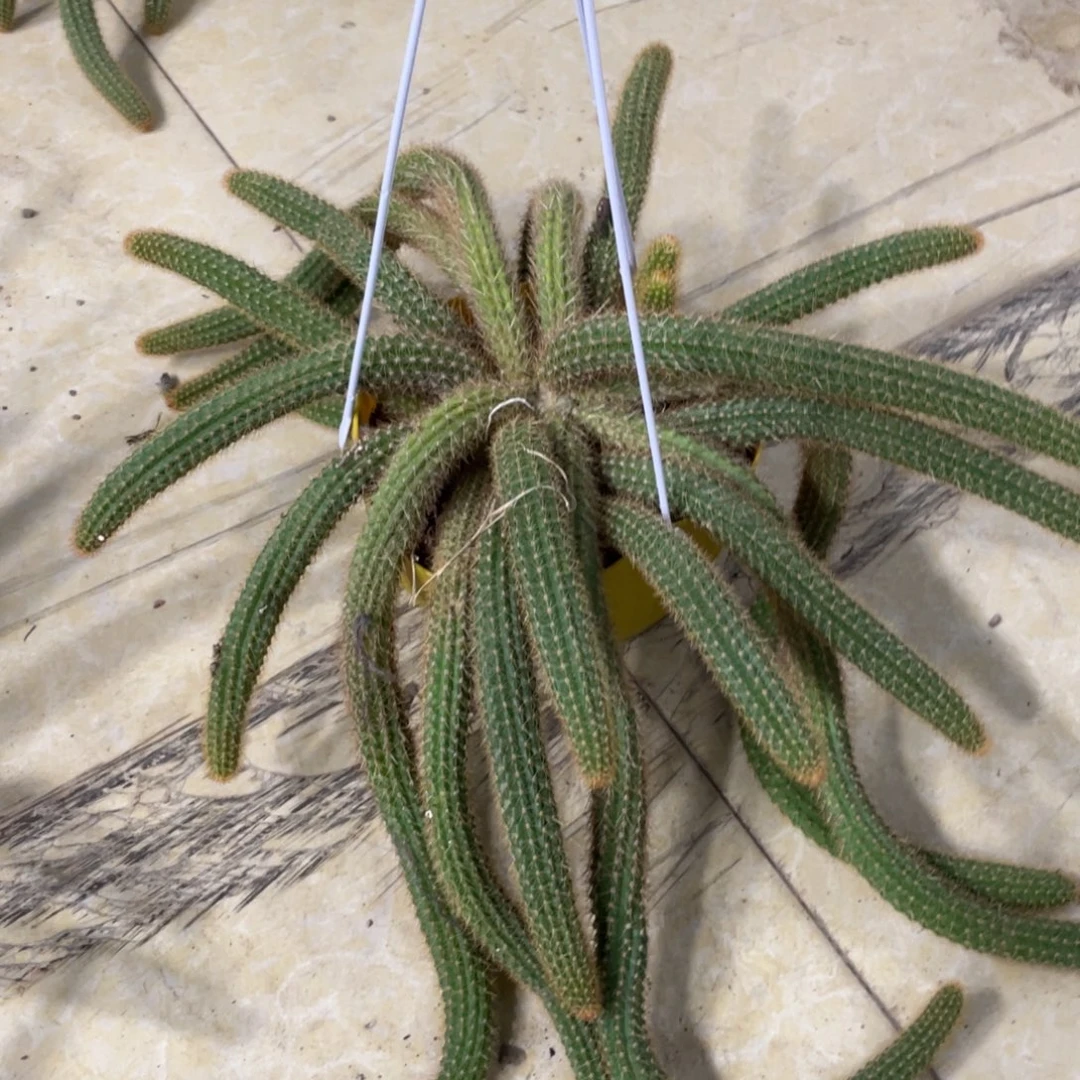 上***水新品群生金妞橙仙子一物一拍1104