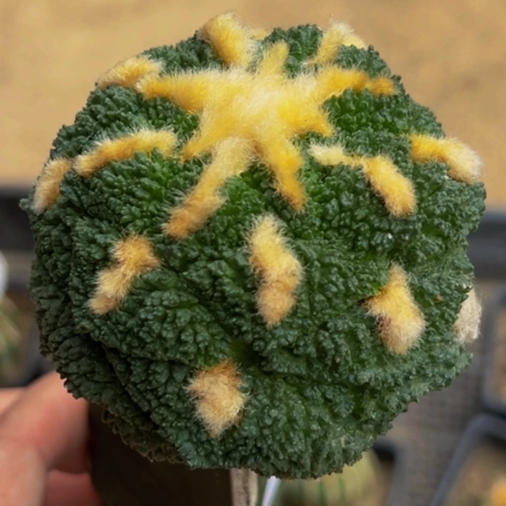无花朵金毛大尤哥斯拉牡丹417