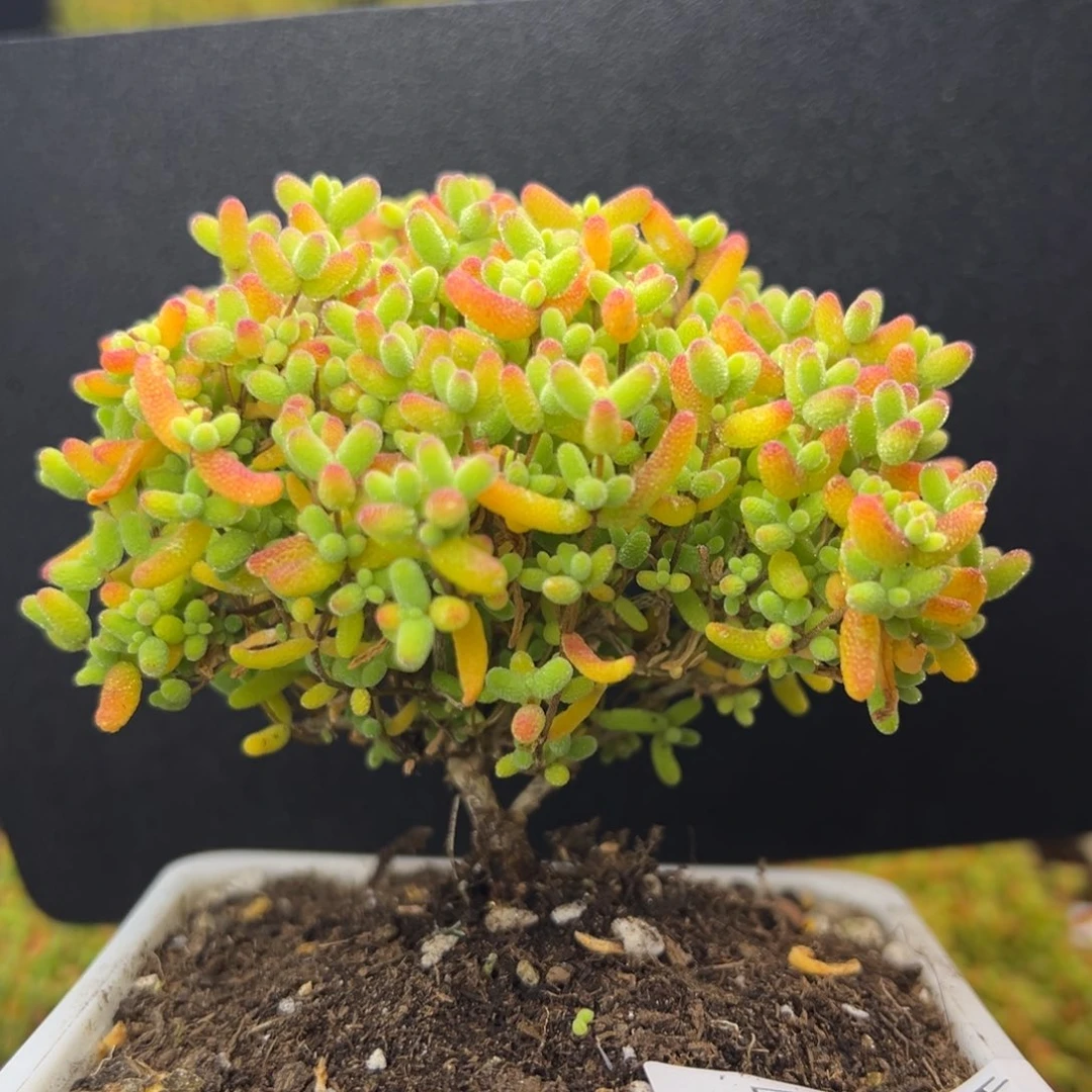 dy5473老桩蜜橘糖球冠幅8.5cm