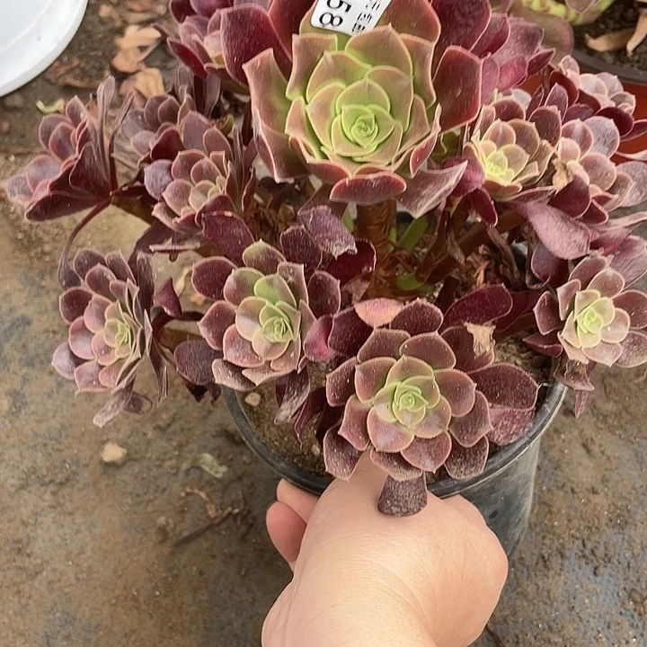 450欧嘉莉多肉植物法师