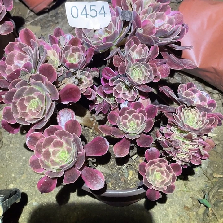 多肉植物法师454凤冠追
