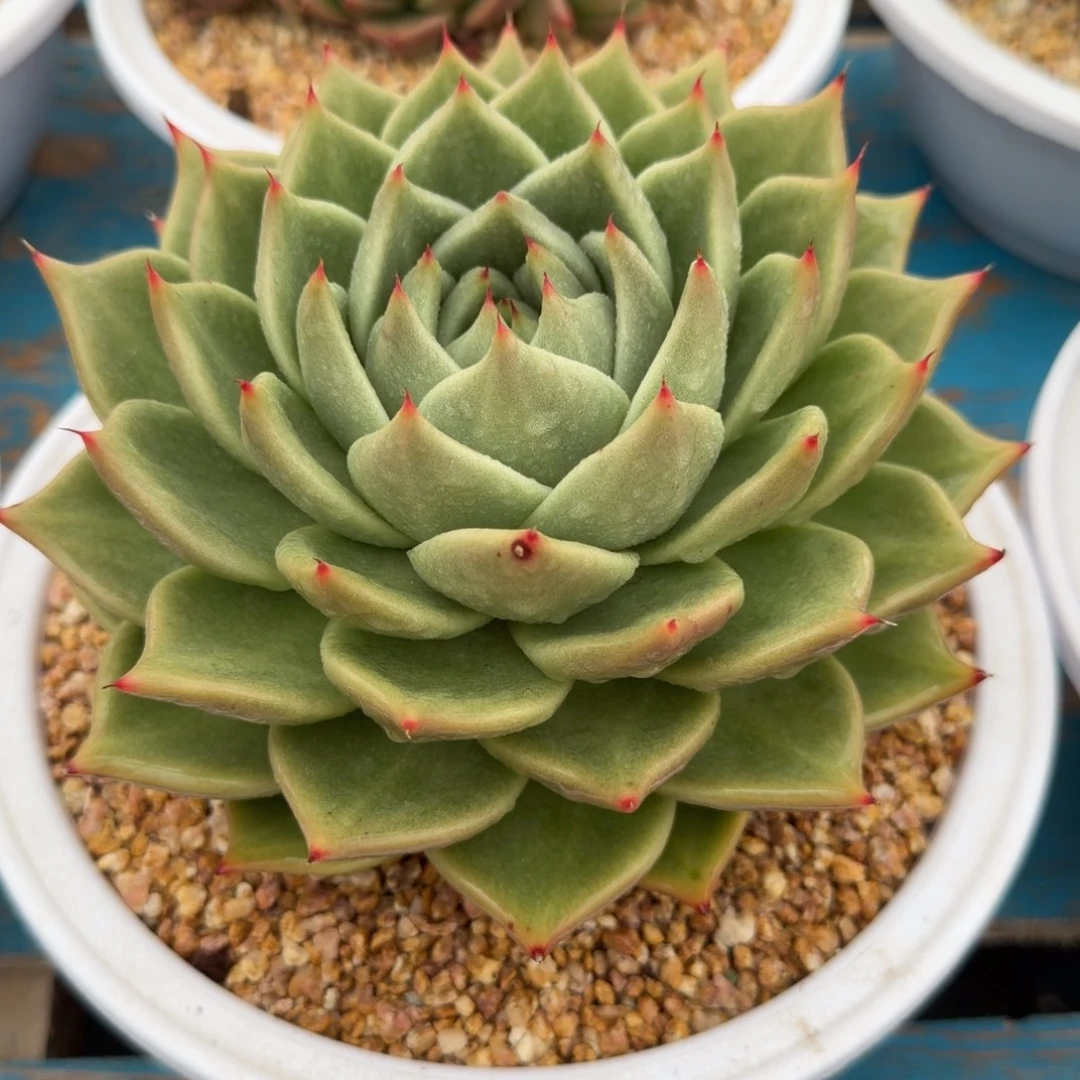 老板请下单，老板发财34