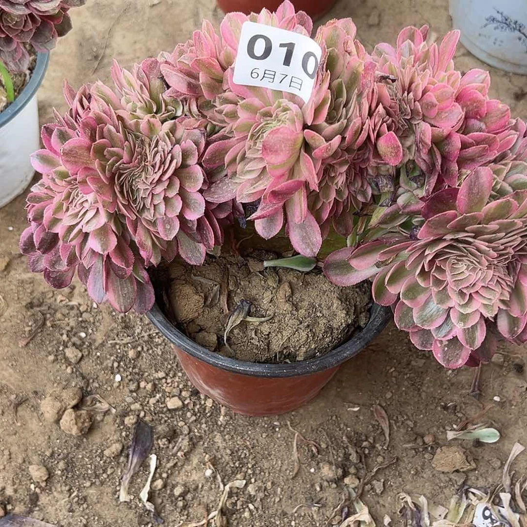 ?**雯6.7-10荔枝缀多肉植物1