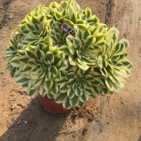 4-92迈巴赫朵朵多肉植物