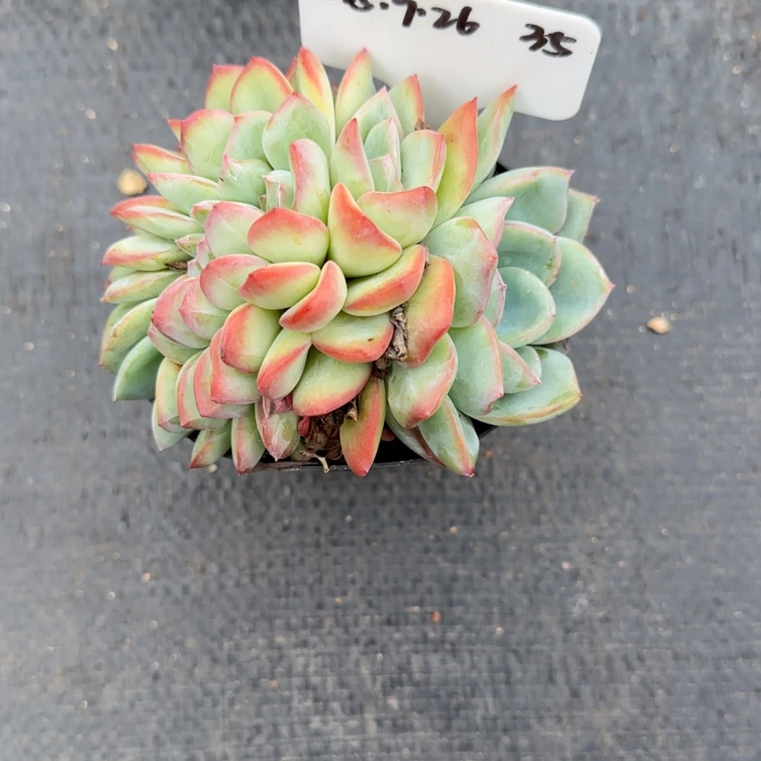一物一拍泡芙缀35