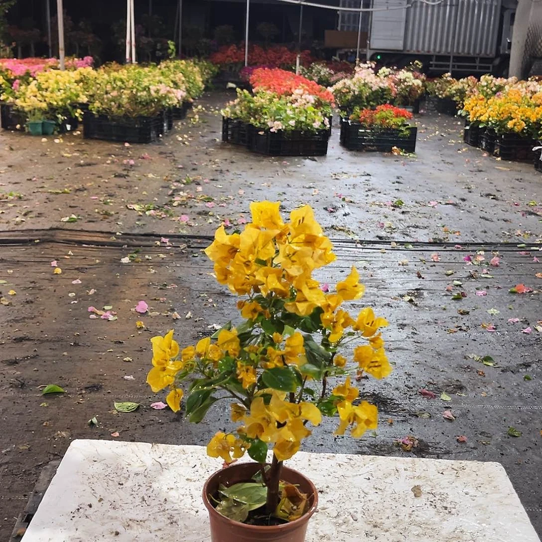 大部分花苞少量开放浅黄掌中宝一颗