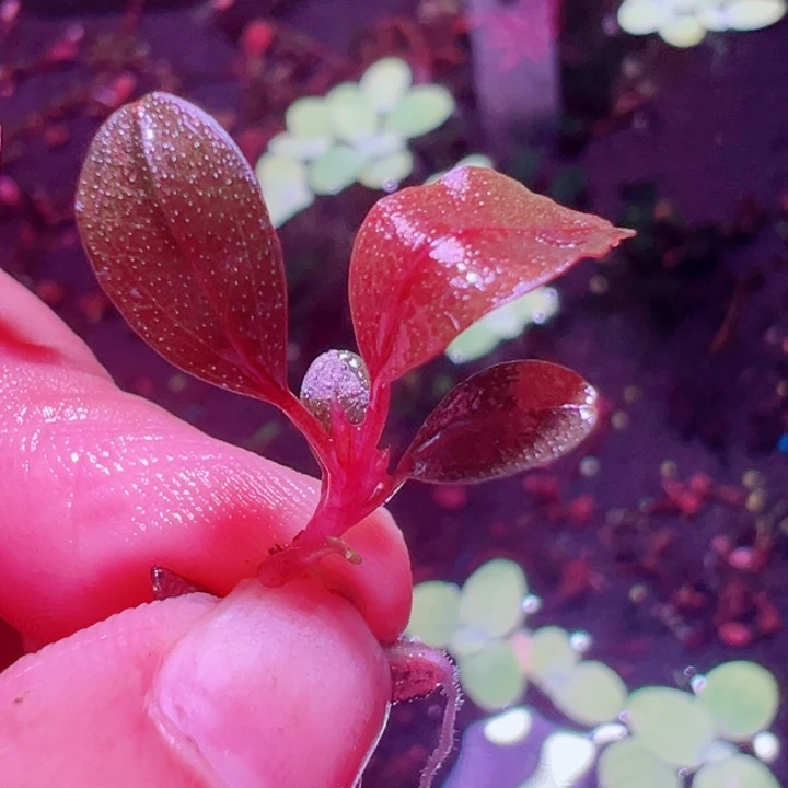 福利47号福利价植物一头