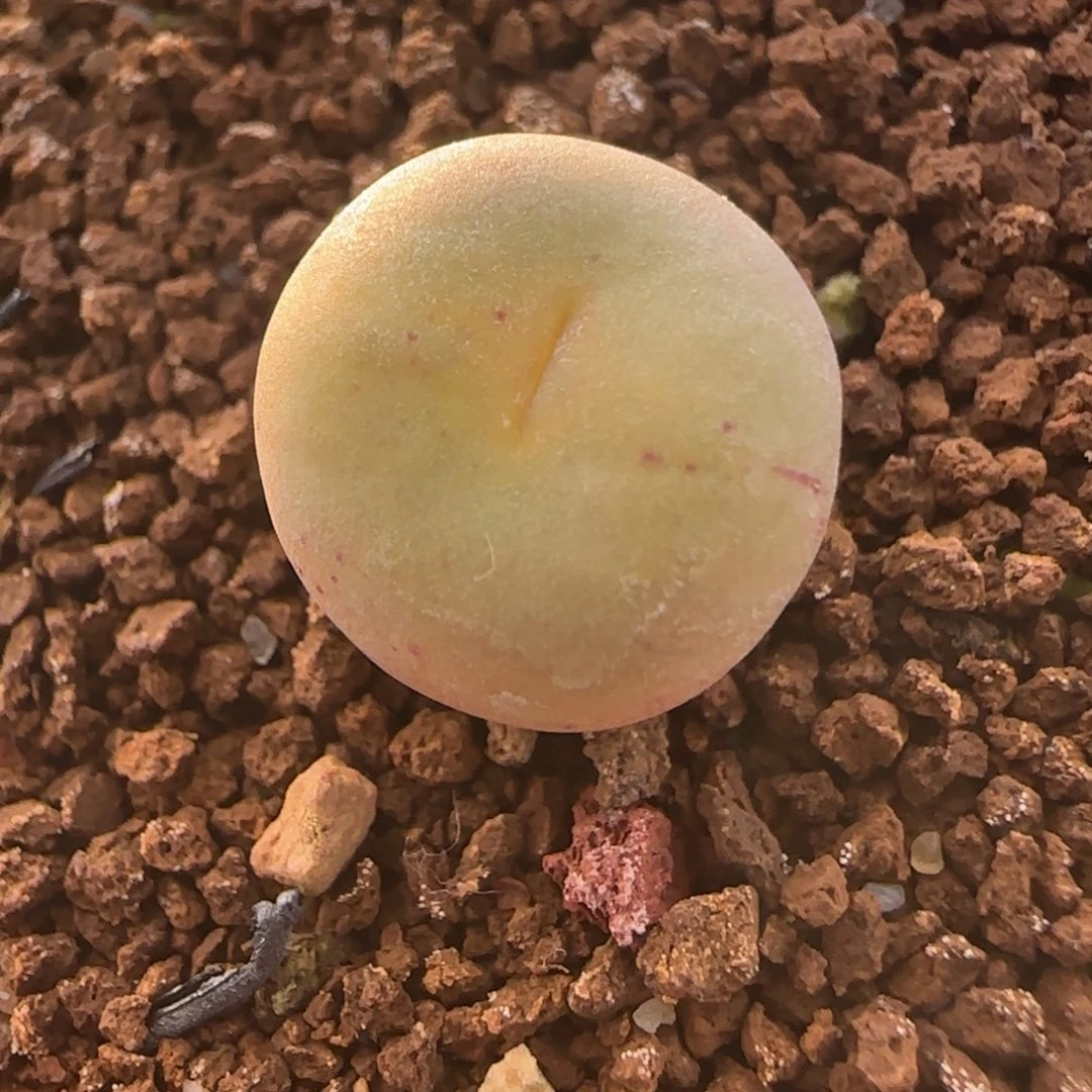 新年快乐多肉送福88号