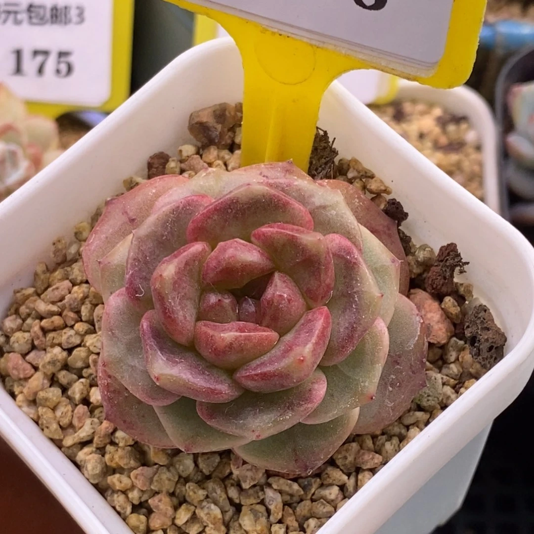 3178血斑冰糖珍妮多肉