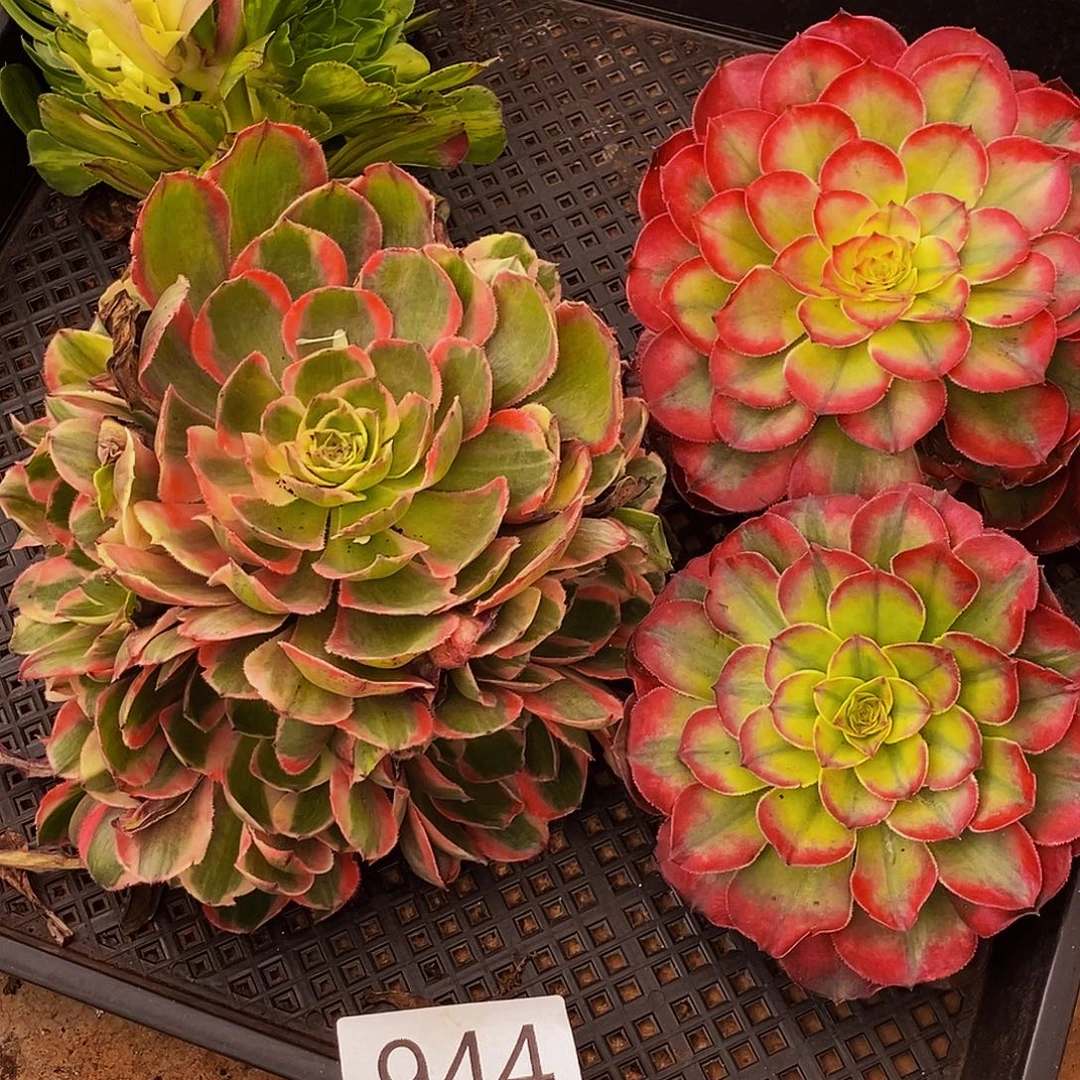 上古园艺多肉植物944