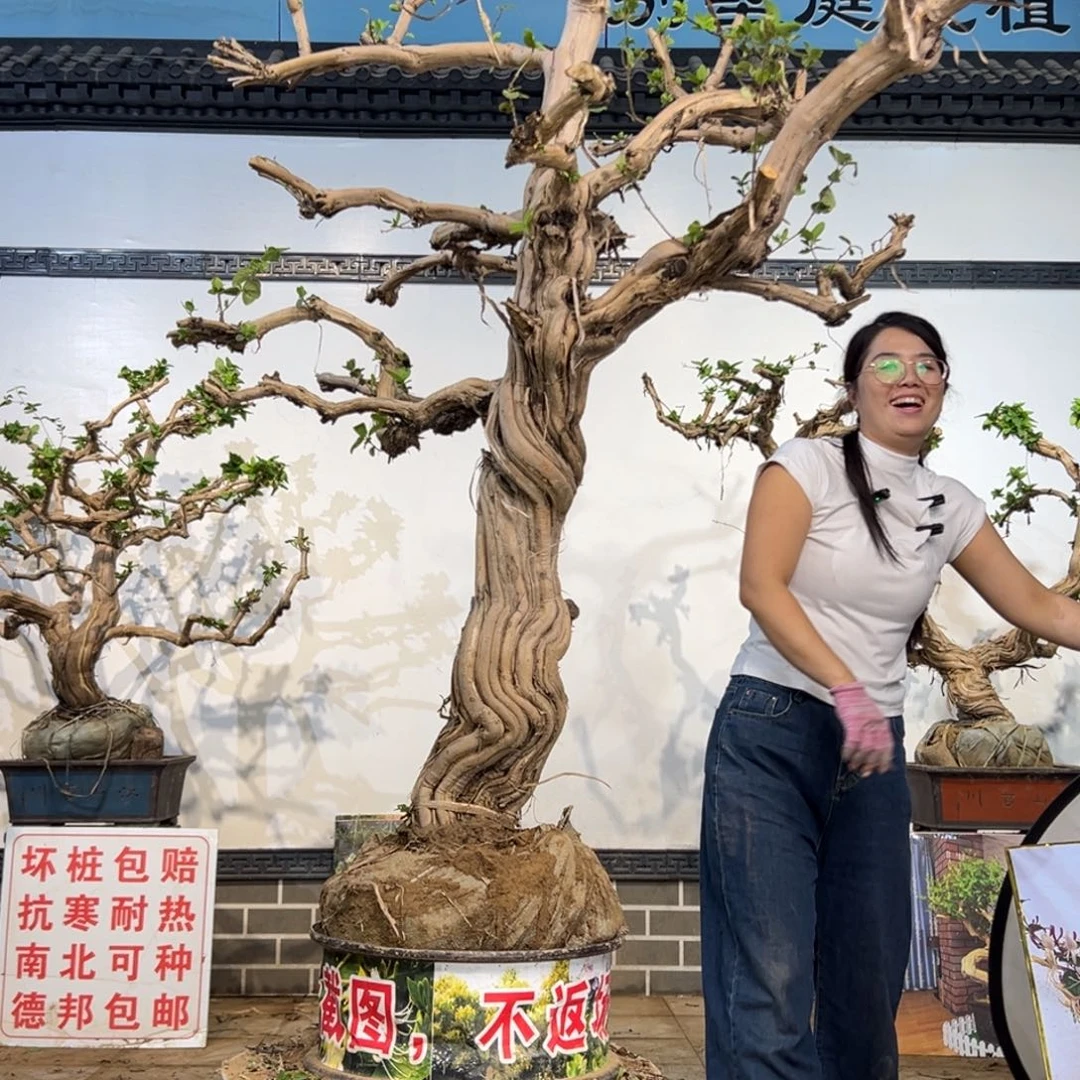 完全开放金银花8888