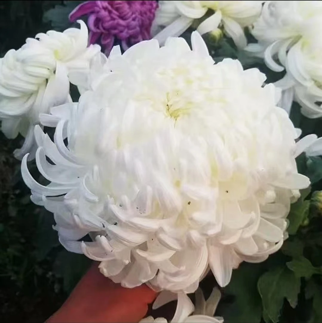 大花九月菊盆栽绿植带花苞室内外好养活耐寒花卉白绣球菊花苗