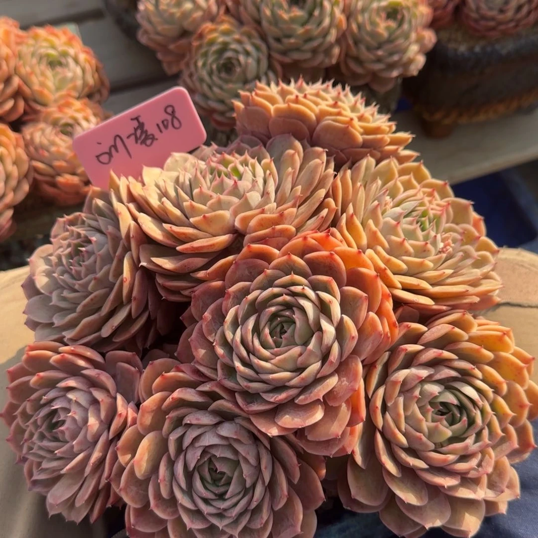 昂斯诺群老桩五十包邮