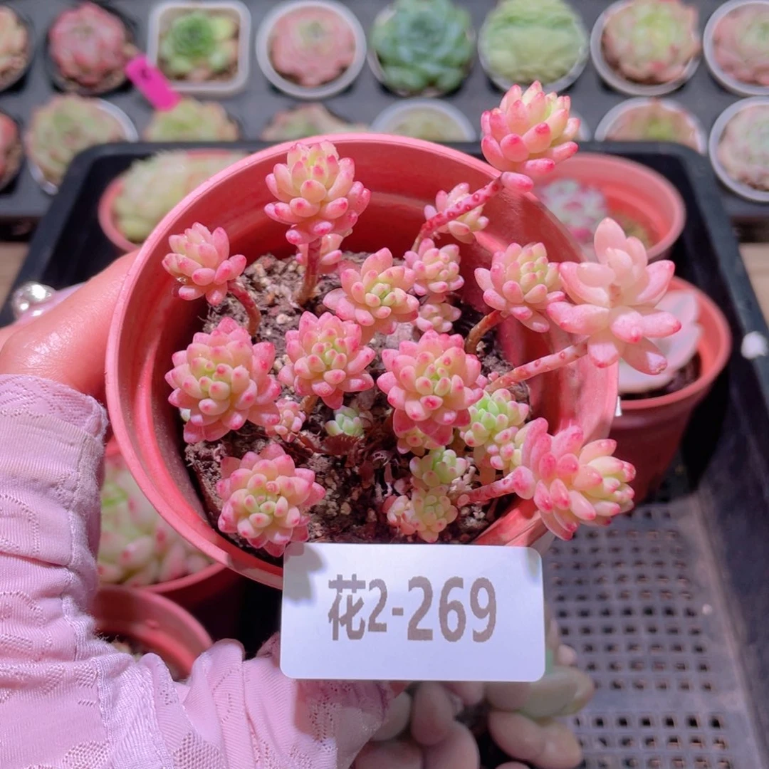 花利美2-269花团锦