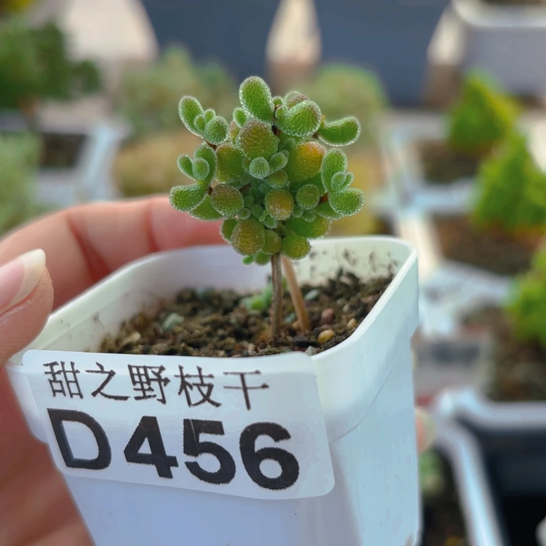 翡翠456。