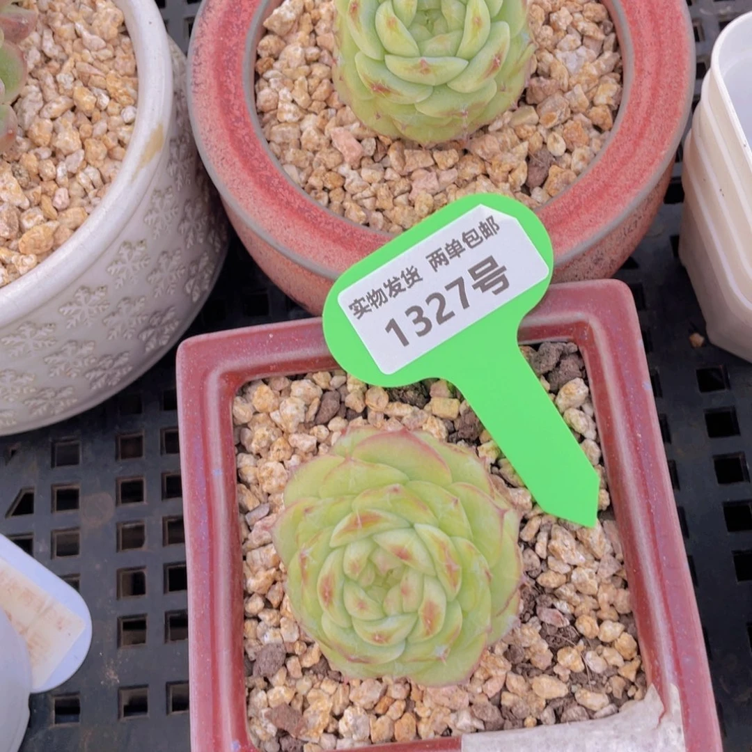 1327号 焦糖玛奇朵两颗