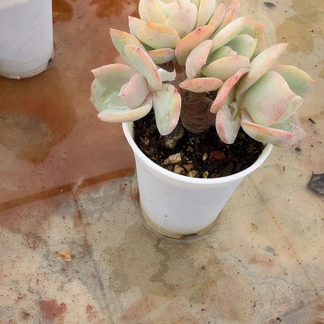_***_白凤多肉植物一颗