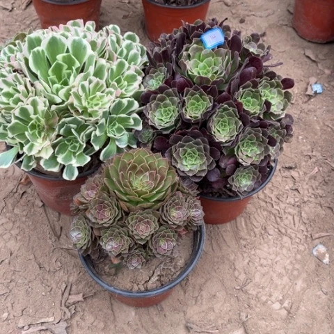 114多肉植物组合，