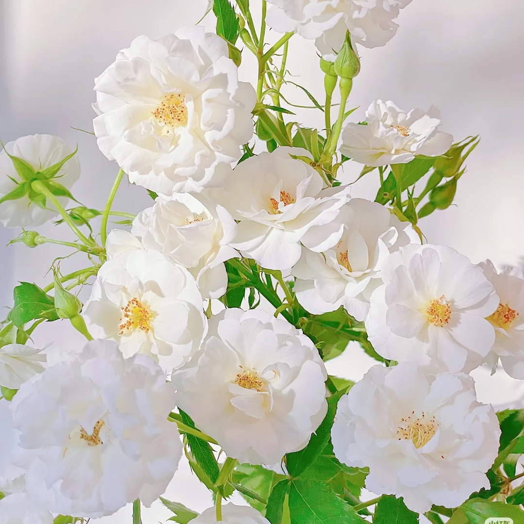 【白帆之冬】玫瑰家用鲜花/花束 云南鲜花基地直发
