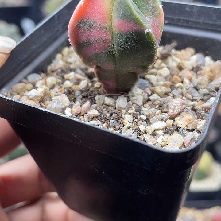 实生鸾凤玉锦一颗包邮