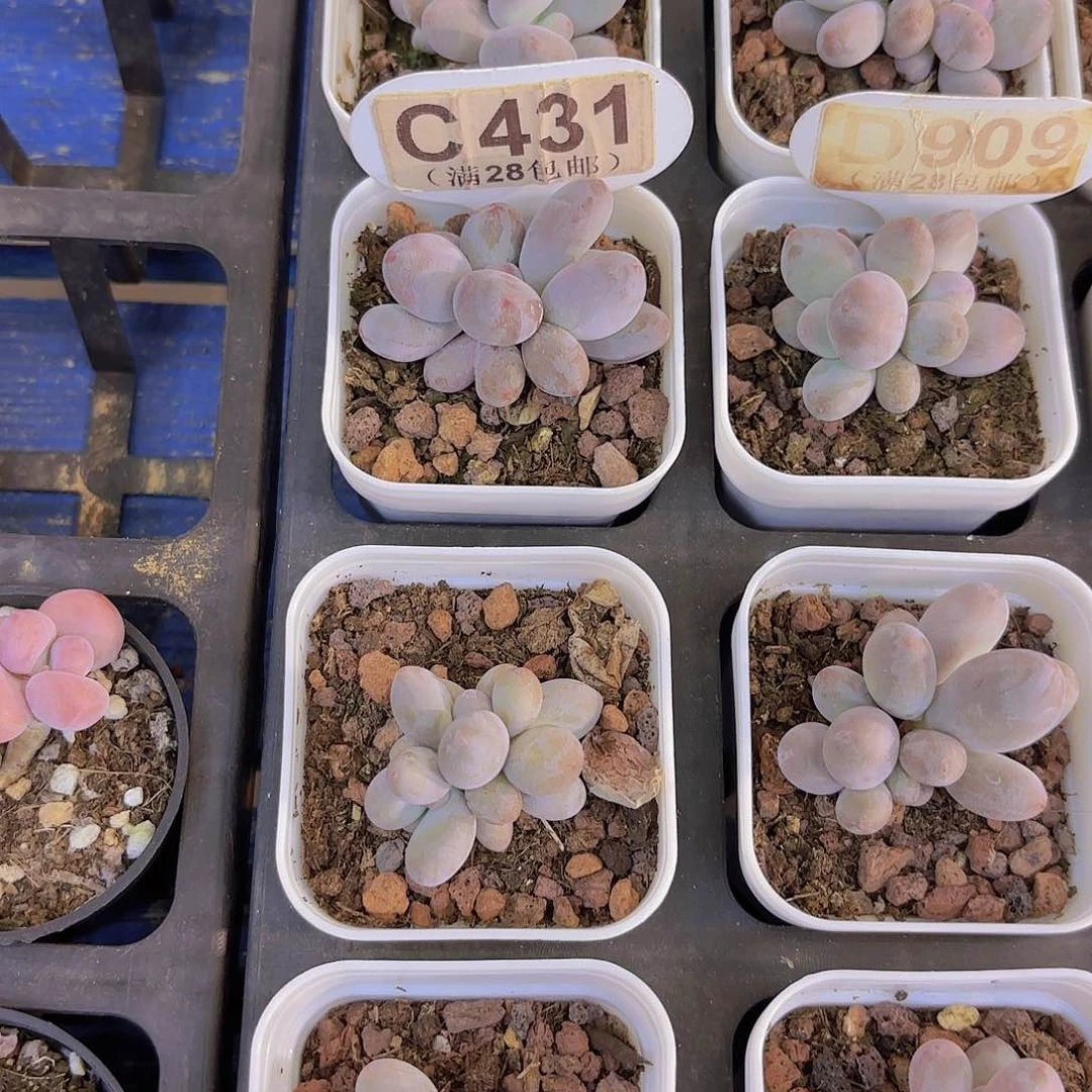 艳***C431芭比奶一物一拍