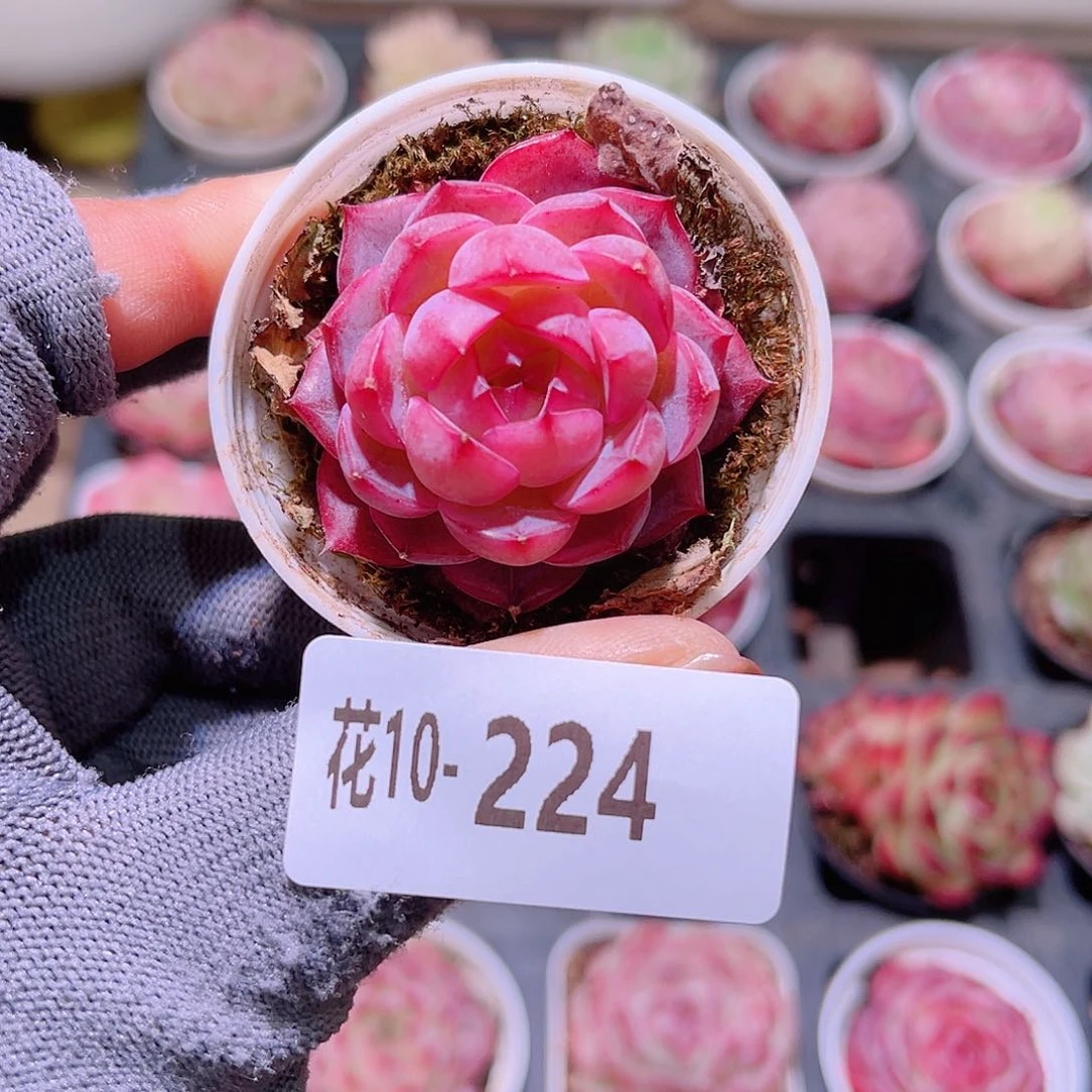 花10-224女王单头